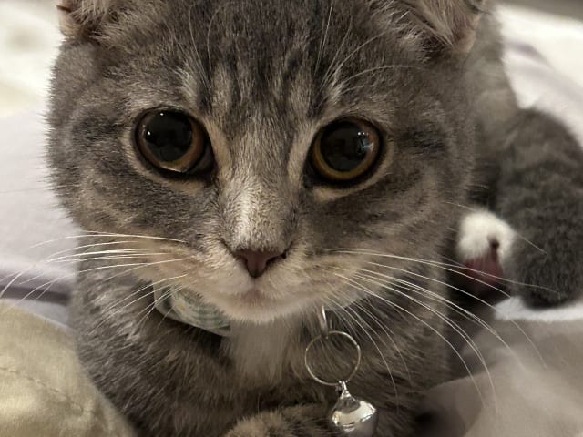 Scottish Fold