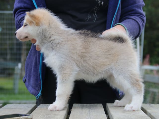 Grönlandshund · Etnedal · Tasermiut Kennel