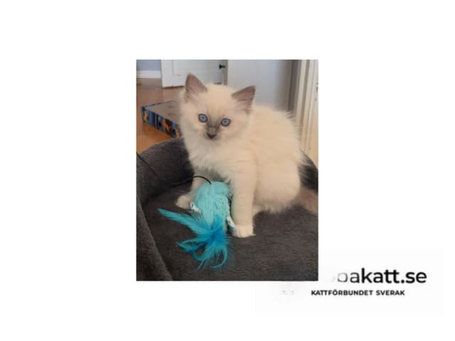 Ragdoll · Saltsjö-Boo · SE*Whitediamondfamily
