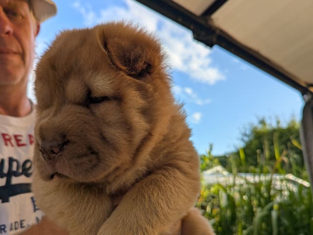 Shar Pei