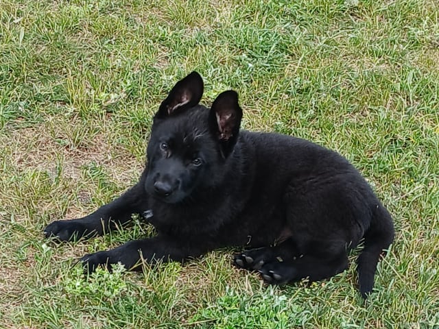 Schäferhund · Listerby · Kennel Snibor Anzi