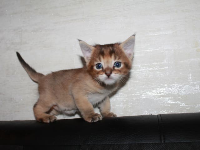 Exotic Shorthair