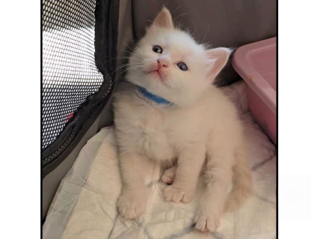 Sibirisk katt · Sollentuna · SE*misMillones