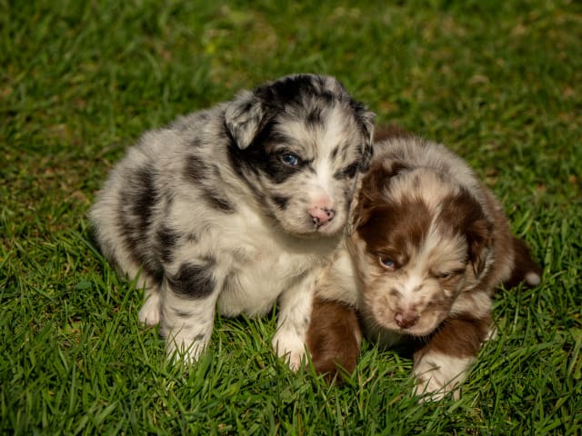 Australian Shepherd
