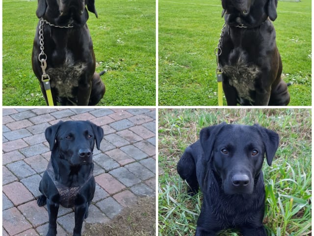 Labrador · Klippan · Pontus P.