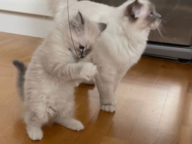 Birman