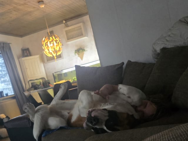 Saint Bernard