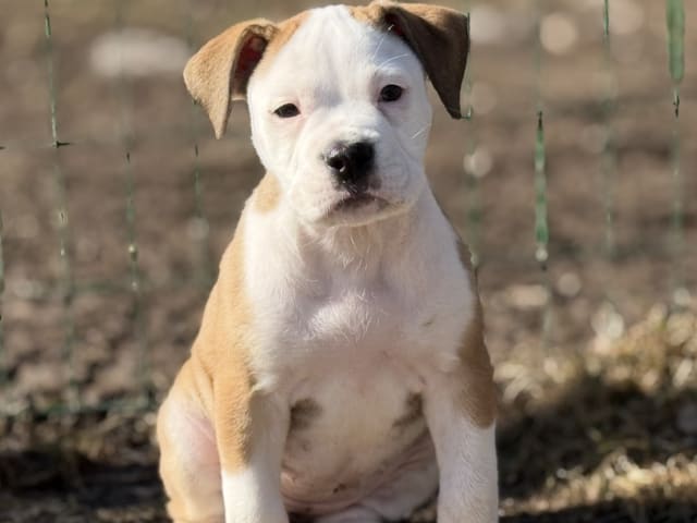 Continental Bulldog