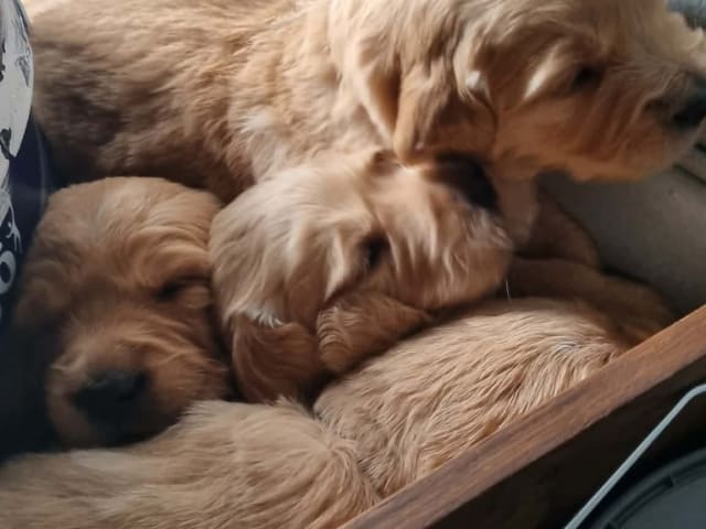 Golden Retriever · Bengtsfors · Sjöviksgårdens Golden Joy