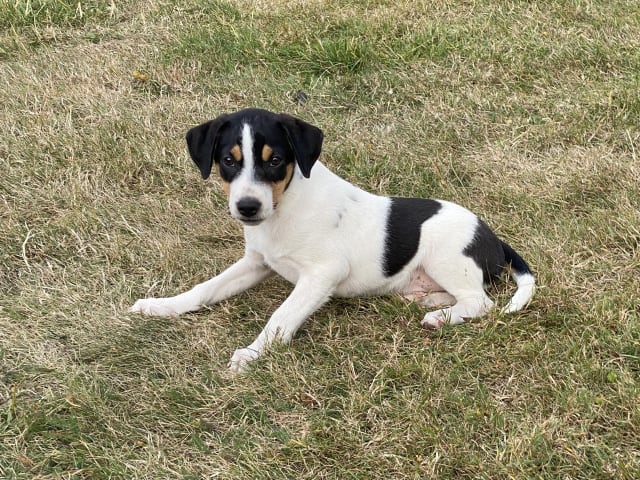 Danish Swedish Farmdog