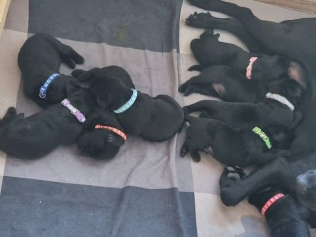 Labrador retriever · Skanderborg · Grethe Willemoes Andersen