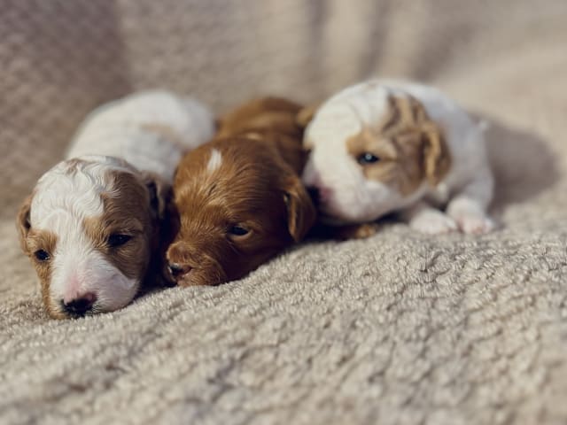 Cavapoo · Sala · Sallysshine