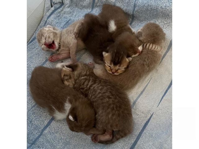British Shorthair · Färjestaden · SE*Forsberg's