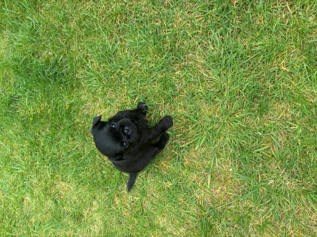Belgian Griffon