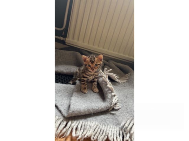 Bengal · Eksjö · SE*Star Of Savannah