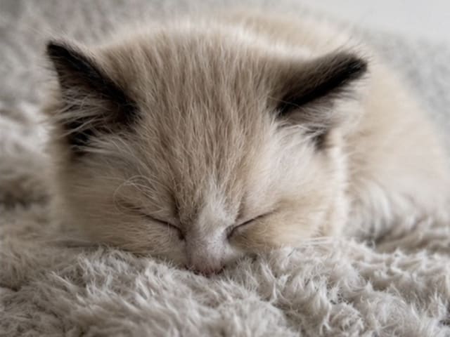 Ragdoll