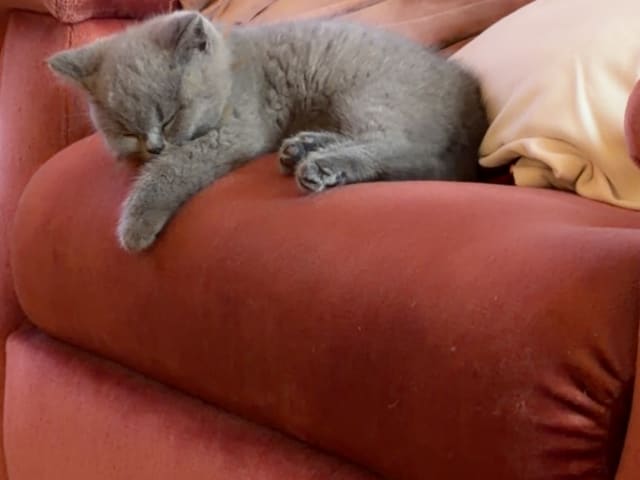 British Shorthair · Katrineholm · Crazy catlady