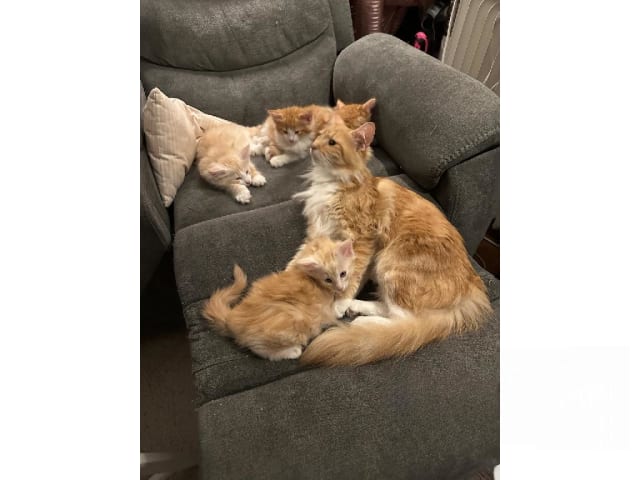 Norsk skogkatt · Hällekis · SE*Kinnekulles
