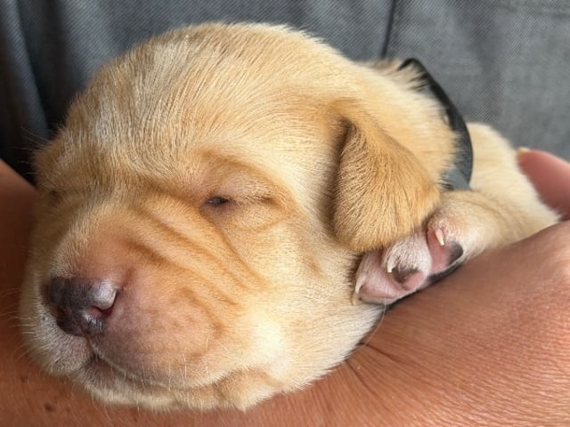 Labrador retriever · Enviken · Tyskgårdens