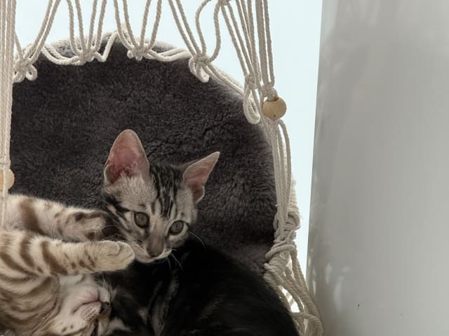 SE*Nancy&Lilly