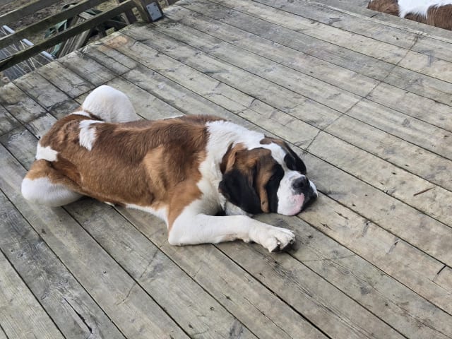 Saint Bernard