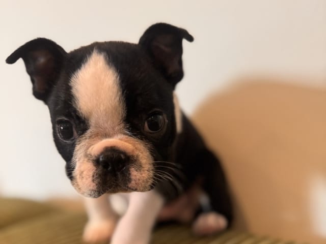 Boston terrier
