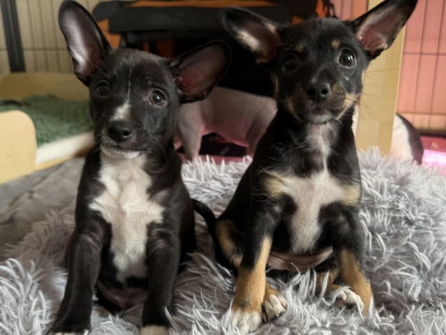 Xoloitzcuintle