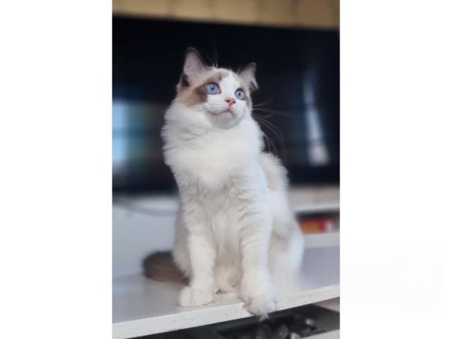 Ragdoll