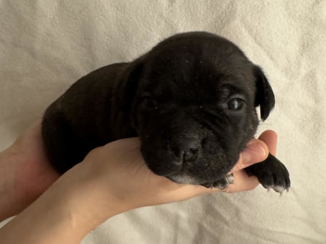 Staffordshire bull terrier