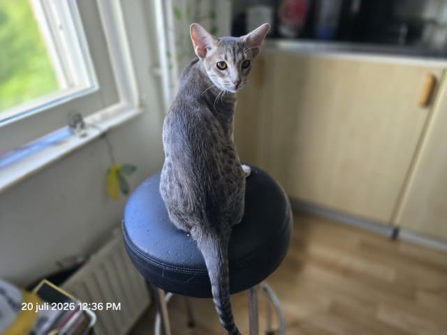 Ocicat · Uppsala · S*John-Johns