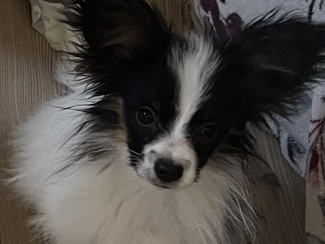 Papillon