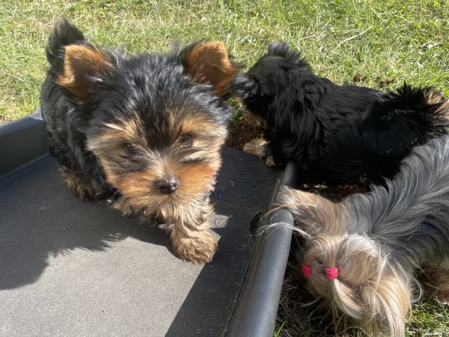 Yorkshire Terrier