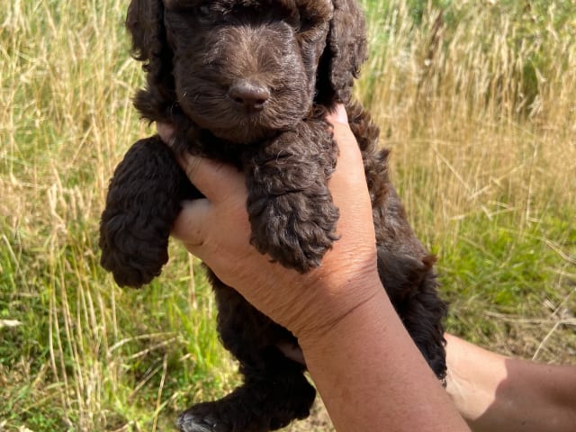 Labradoodle