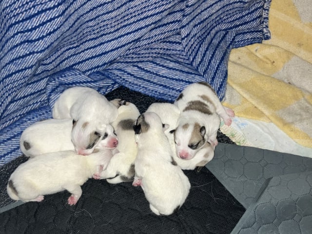 Norrbottenspets