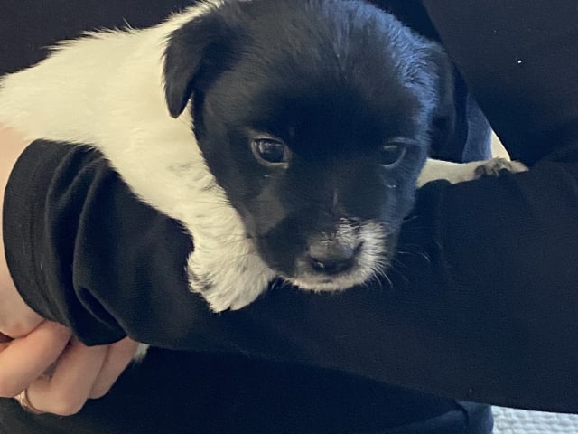 Jack russell terrier · Varberg · Kennel Beldio’s