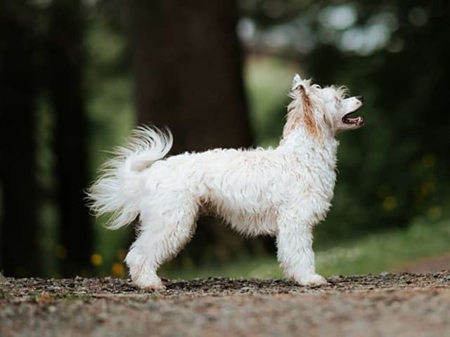 Chinese Crested Dog · Øvre Eidfjord · Carina Ingeborg Linnea Ekström