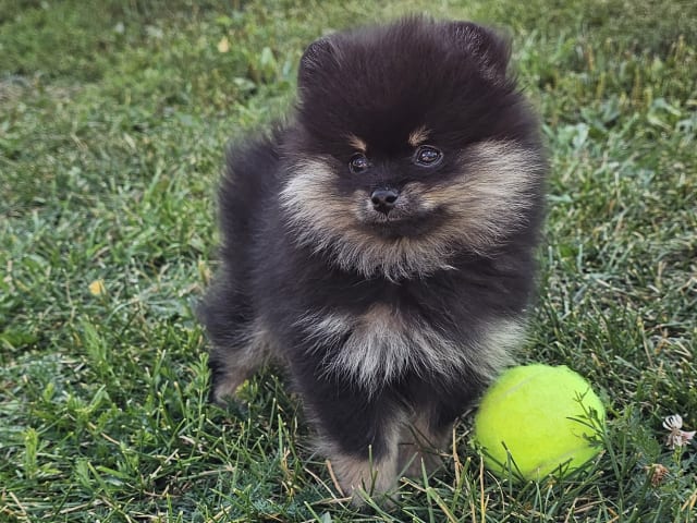 Pomeranian · Enköping · Pomsik Rakaaig