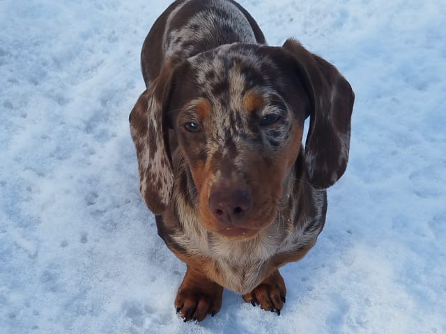 Dachshund