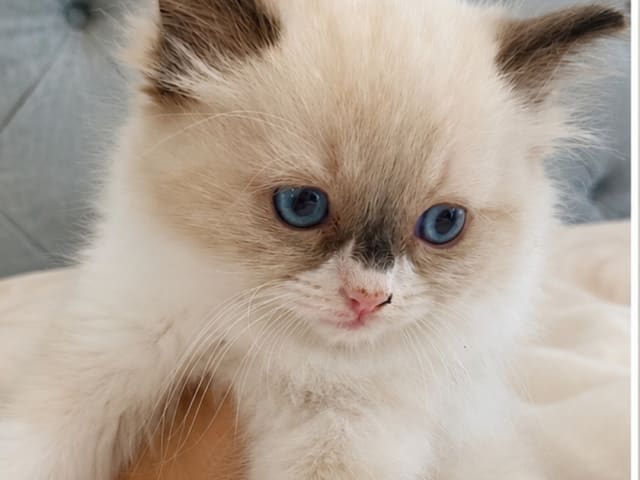 Ragdoll · Växjö · Ginan M.