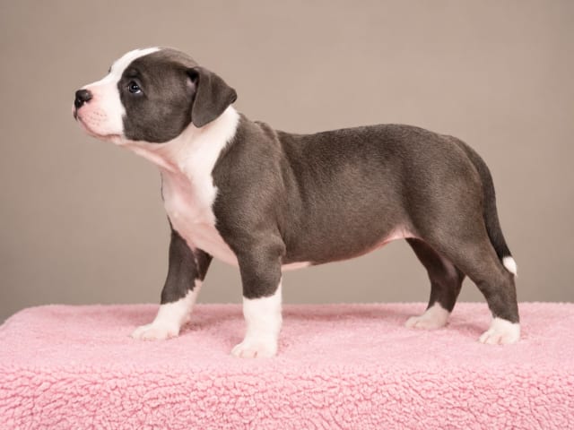 American staffordshire terrier · Härryda · Beatrice Svensson