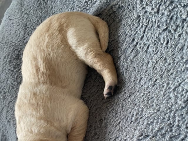 Labrador retriever · Løgumkloster · Rikke Skeldrup Drøhse