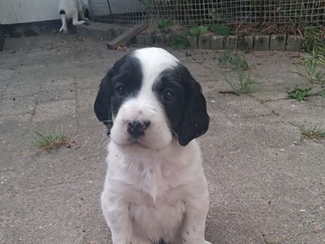 Engelsk setter