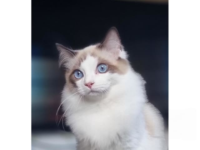 Ragdoll · Väse · SE*Wernigerodes