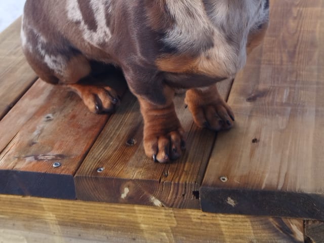 Dachshund