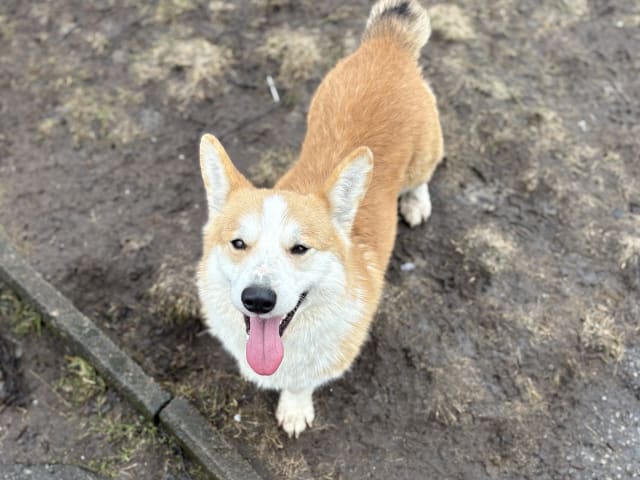 Welsh Corgi Pembroke