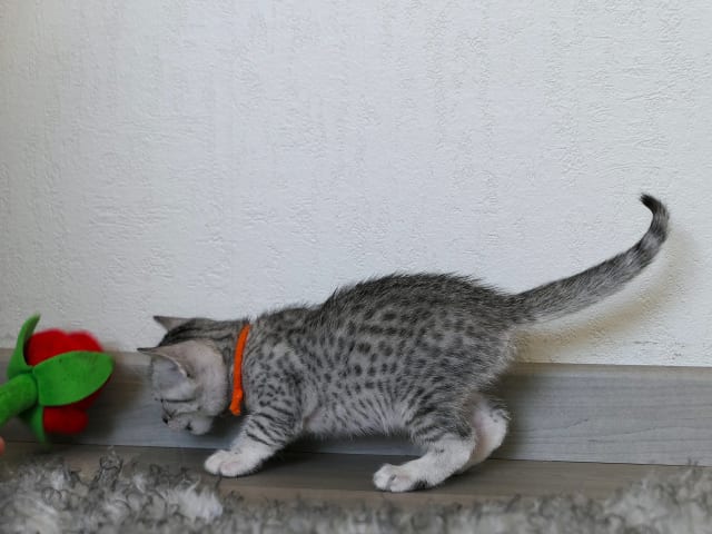 Egyptian Mau