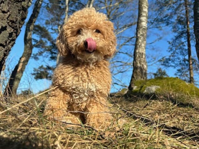 Maltipoo · Ballingslöv · Daniela K.