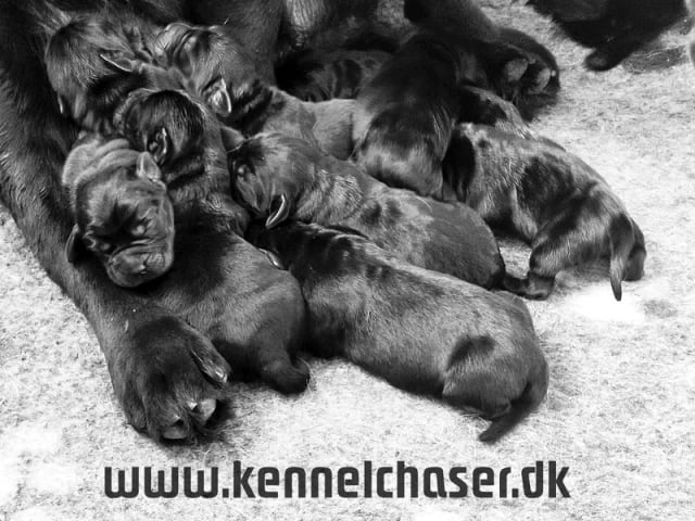 Labrador Retriever