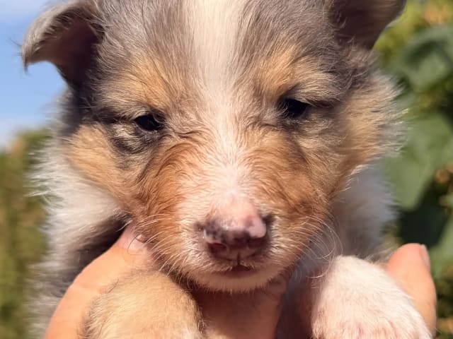 Shetland sheepdog