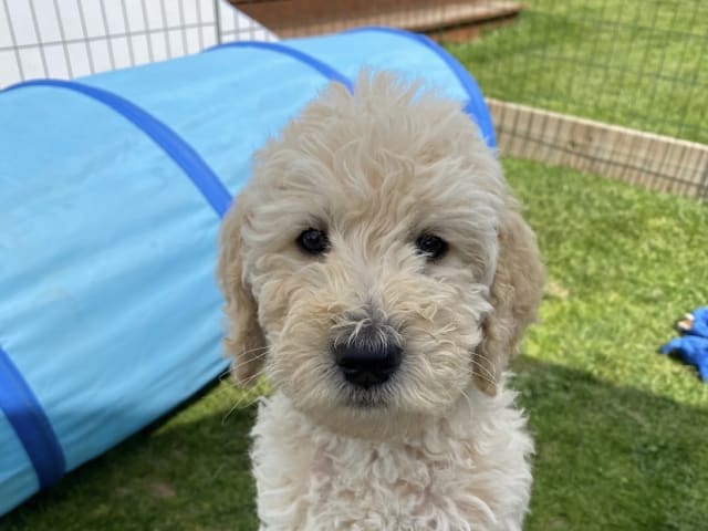 Labradoodle